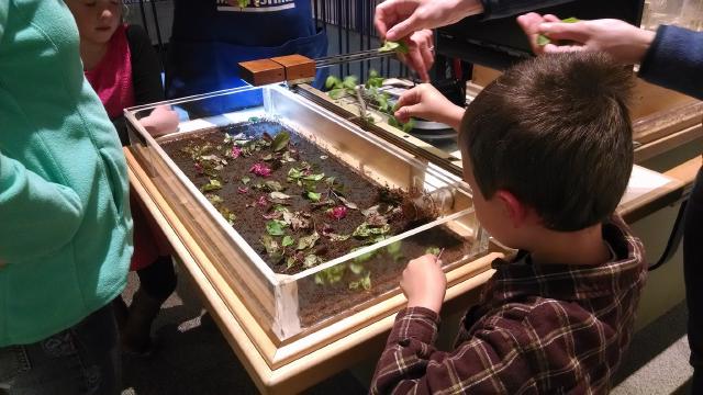 boy dropping pieces of leaves into plastic enclosure swarming with ants