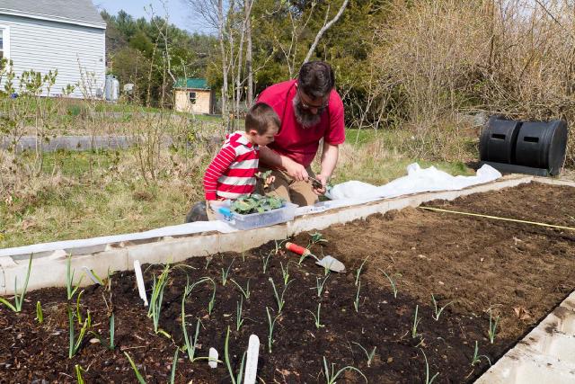 boy looking at man working on small plant with knife with freshly-planted starts in foreground