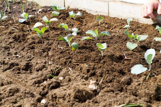 baby collard plants in garden