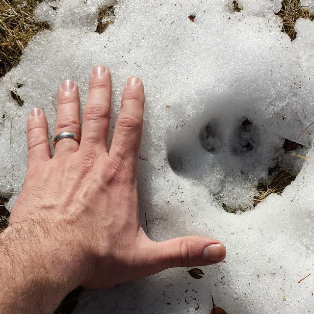man's hand next to a large 4-toed paw print