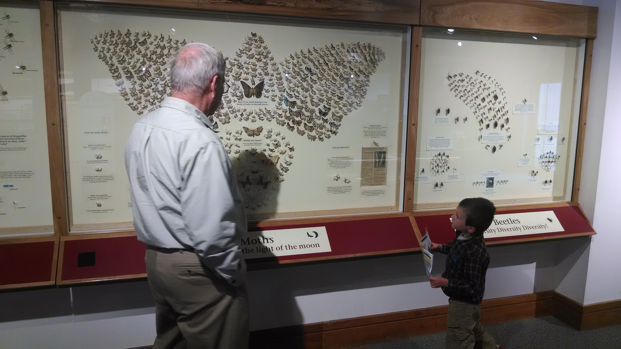 boy and older man looking at display of pinned moths