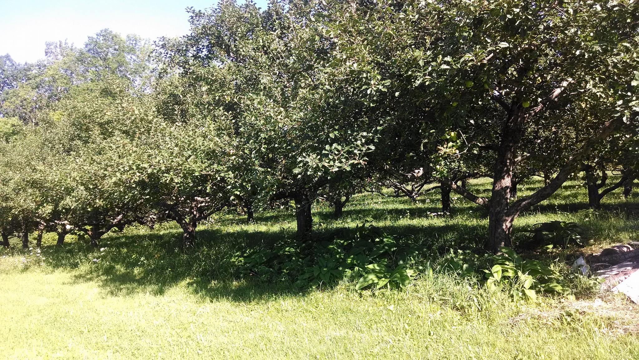 Apple trees in log grass, surrounded by comfrey