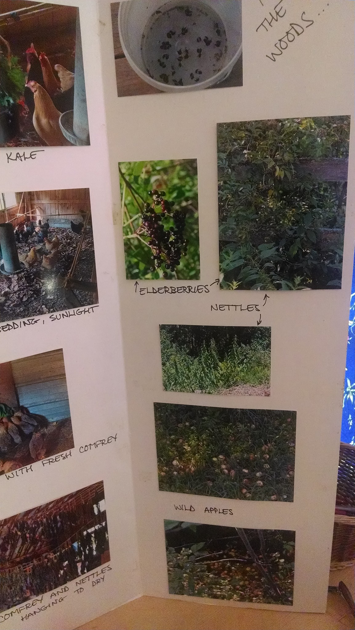 photos of native vegetation on a presentation board