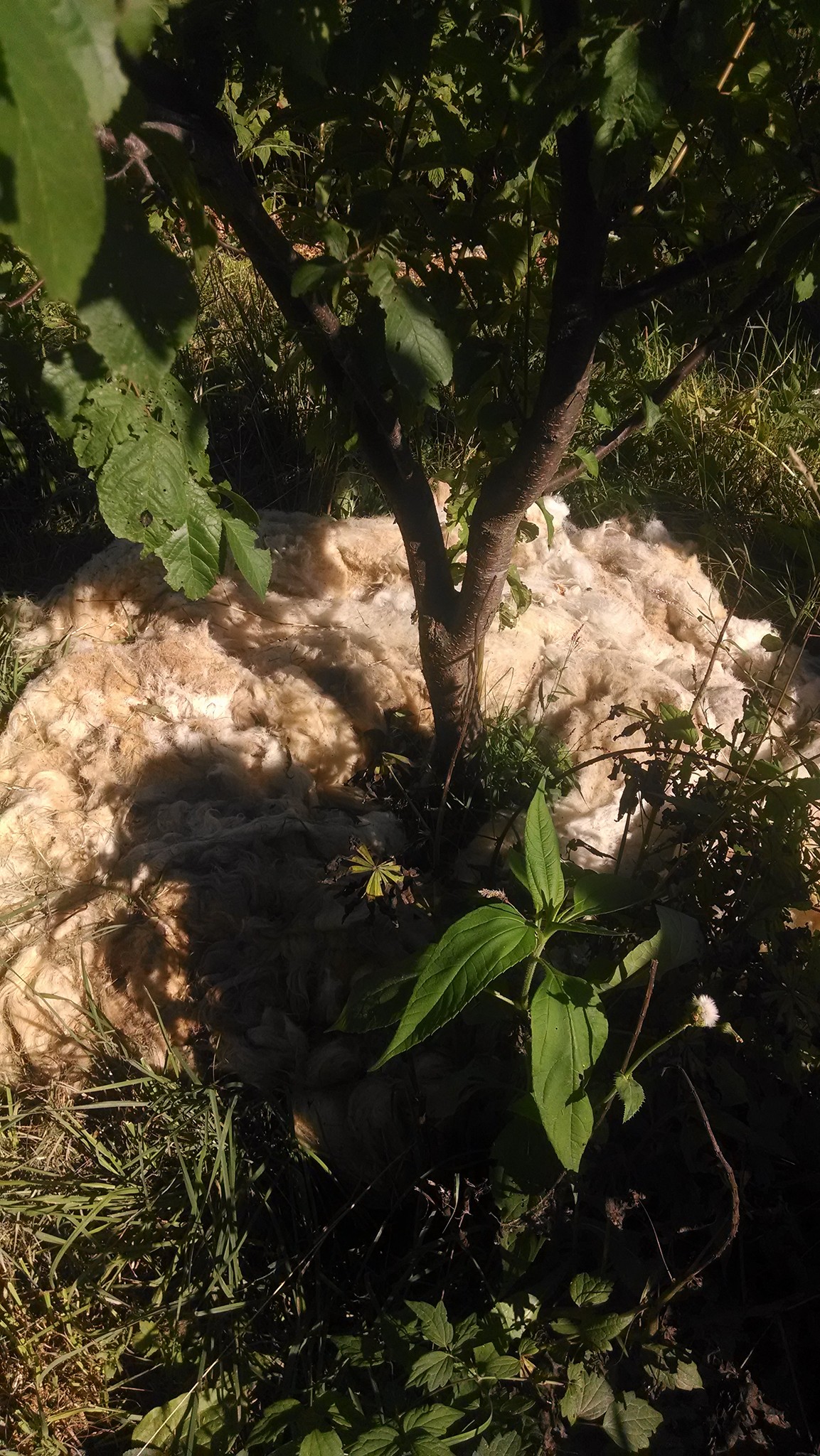 Sheep's wool used as mulch around trees