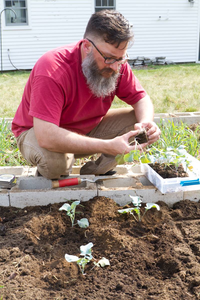 bearded man kneels over garden holding small plant
